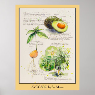 EVE Gepilde Avocado Botanische illustratie Poster