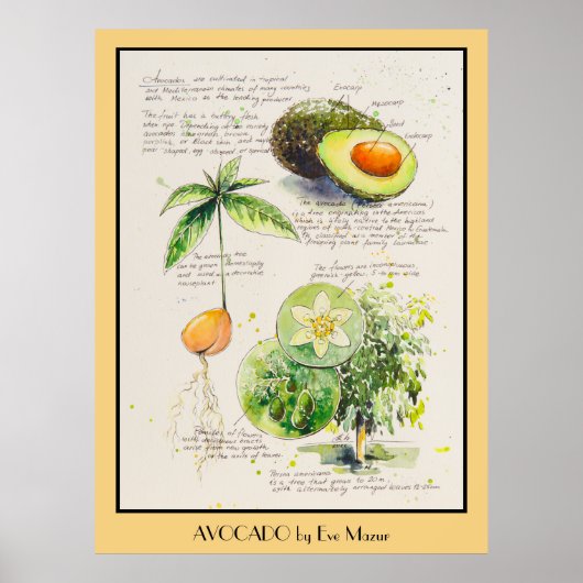 EVE Gepilde Avocado Botanische illustratie Poster (Voorkant)