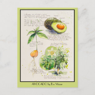 EVE Gepilde Avocado Botanische illustratie Poster Briefkaart