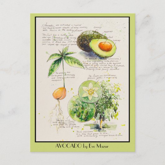 EVE Gepilde Avocado Botanische illustratie Poster Briefkaart (Voorkant)