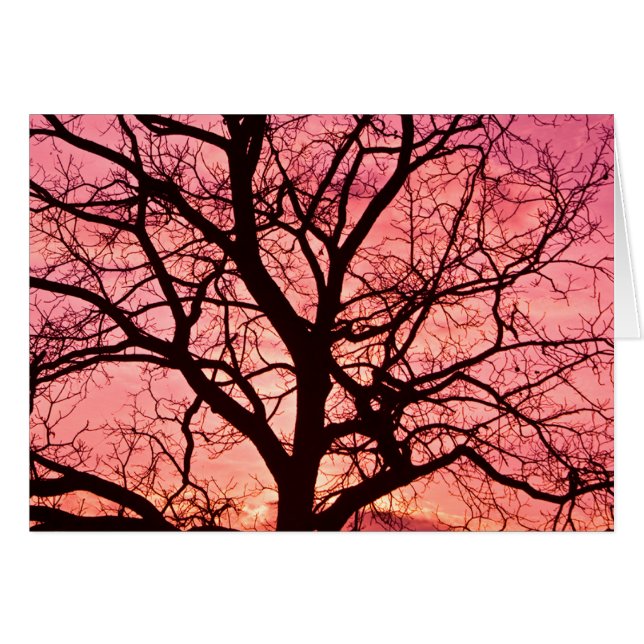 Evening Blush Tree Silhouette (Voorkant Horizontaal)