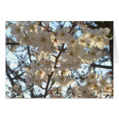 Evening Cherry Blossom I Spring Floral (Voorkant Horizontaal)