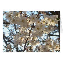 Evening Cherry Blossom I Spring Floral