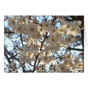 Evening Cherry Blossom I Spring Floral