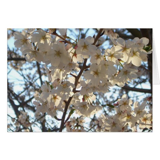 Evening Cherry Blossom I Spring Floral (Voorkant Horizontaal)