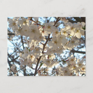 Evening Cherry Blossom I Spring Floral Briefkaart