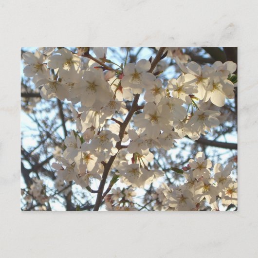 Evening Cherry Blossom I Spring Floral Briefkaart (Voorkant)