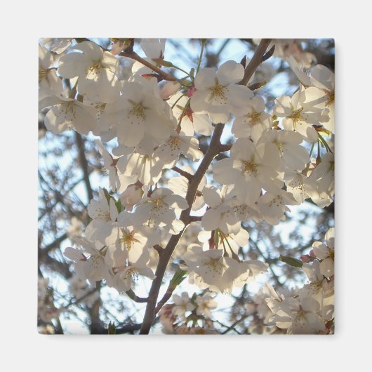Evening Cherry Blossom I Spring Floral Magneet (Voorkant)