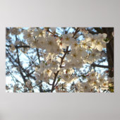 Evening Cherry Blossom I Spring Floral Poster (Voorkant)