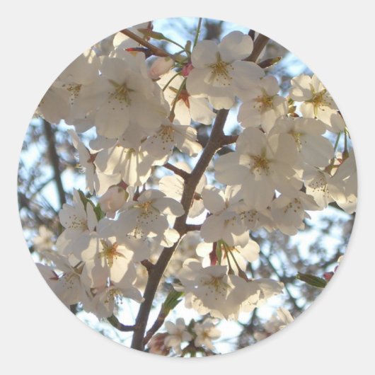 Evening Cherry Blossom I Spring Floral Ronde Sticker (Voorkant)