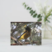 Evening Grosbeak Briefkaart (Staand voorkant)