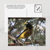 Evening Grosbeak Briefkaart (Voorkant / Achterkant)