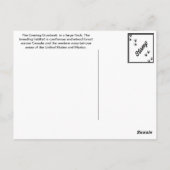 Evening Grosbeak Briefkaart (Achterkant)