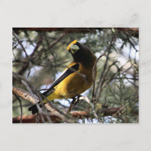 Evening Grosbeak Briefkaart