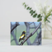 Evening Grosbeak Briefkaart (Staand voorkant)