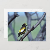 Evening Grosbeak Briefkaart (Voorkant / Achterkant)