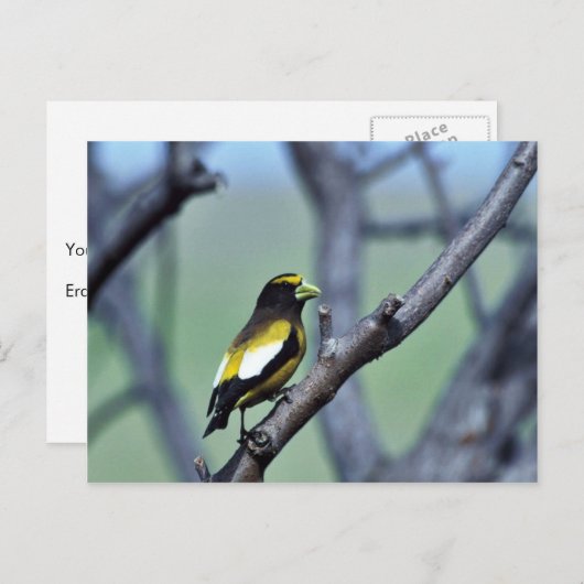 Evening Grosbeak Briefkaart (Voorkant / Achterkant)
