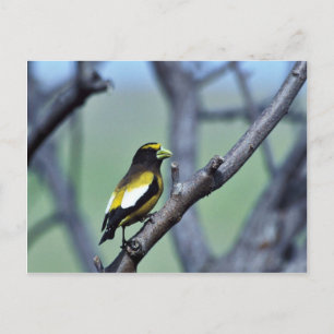 Evening Grosbeak Briefkaart
