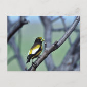 Evening Grosbeak Briefkaart (Voorkant)