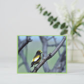 Evening Grosbeak Briefkaart (Staand voorkant)