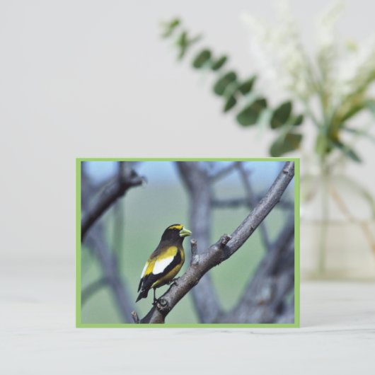 Evening Grosbeak Briefkaart (Staand voorkant)