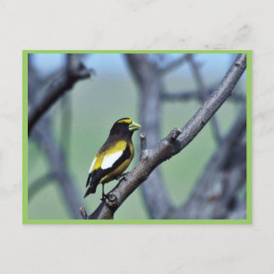 Evening Grosbeak Briefkaart