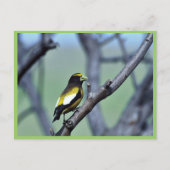 Evening Grosbeak Briefkaart (Voorkant)