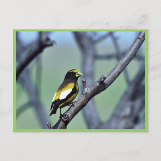 Evening Grosbeak Briefkaart (Voorkant)