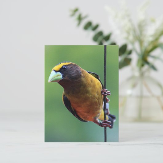 Evening Grosbeak (Coccothraustes vespertinus) Briefkaart (Staand voorkant)