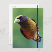 Evening Grosbeak (Coccothraustes vespertinus) Briefkaart (Voorkant / Achterkant)