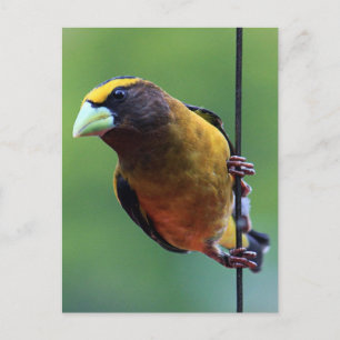 Evening Grosbeak (Coccothraustes vespertinus) Briefkaart