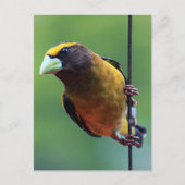 Evening Grosbeak (Coccothraustes vespertinus) Briefkaart (Voorkant)
