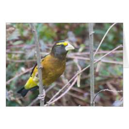 Evening Grosbeak - Frameable Art Kaart