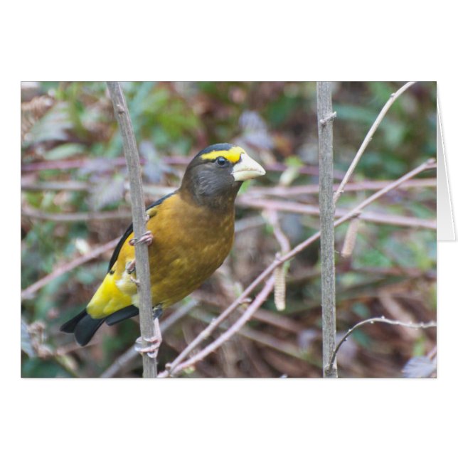 Evening Grosbeak - Frameable Art Kaart (Voorkant Horizontaal)