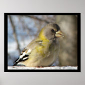 Evening Grosbeak Poster (Voorkant)