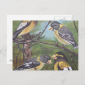 Evening Grosbeaks Briefkaart (Voorkant / Achterkant)
