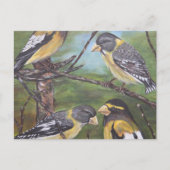 Evening Grosbeaks Briefkaart (Voorkant)