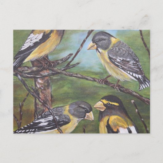 Evening Grosbeaks Briefkaart (Voorkant)