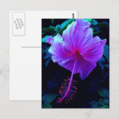 Evening Hibiscus Briefkaart (Voorkant / Achterkant)