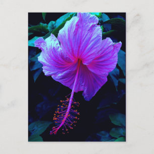 Evening Hibiscus Briefkaart