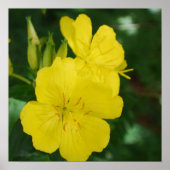 Evening Primrose Poster (Voorkant)