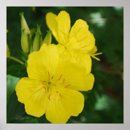Evening Primrose Poster (Voorkant)