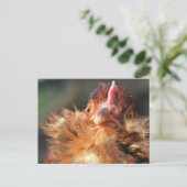 Evening Sun Derperella Briefkaart (Staand voorkant)