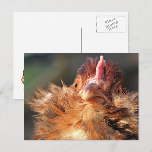 Evening Sun Derperella Briefkaart (Voorkant / Achterkant)