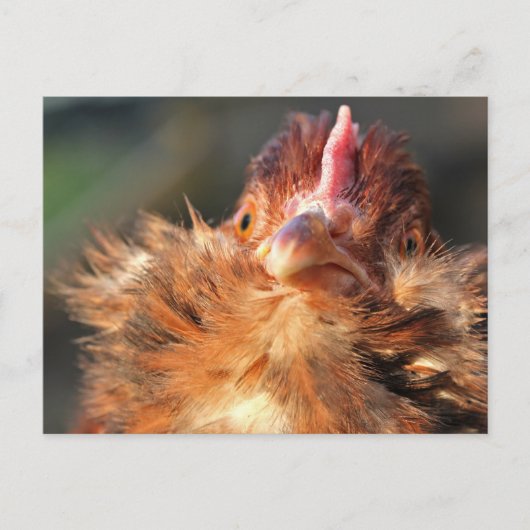 Evening Sun Derperella Briefkaart (Voorkant)