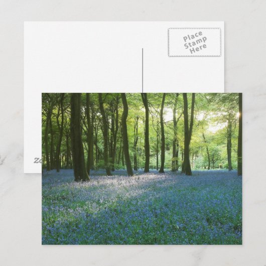 Evening Woodlands Briefkaart (Voorkant / Achterkant)