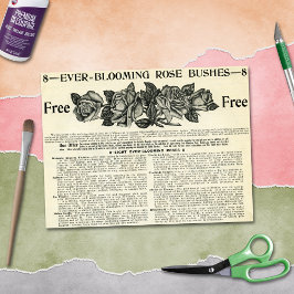 Ever-Blooming Roos Struik Magazine en  vaartuigen Tissuepapier