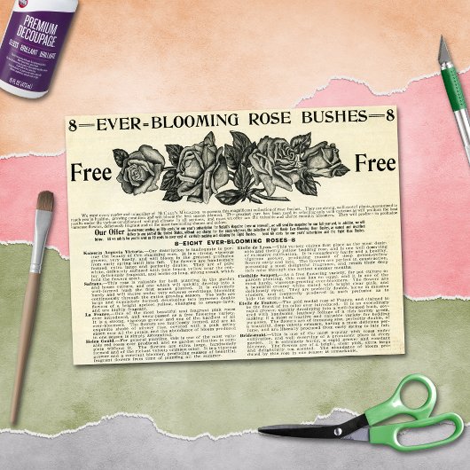 Ever-Blooming Roos Struik Magazine en vaartuigen Tissuepapier