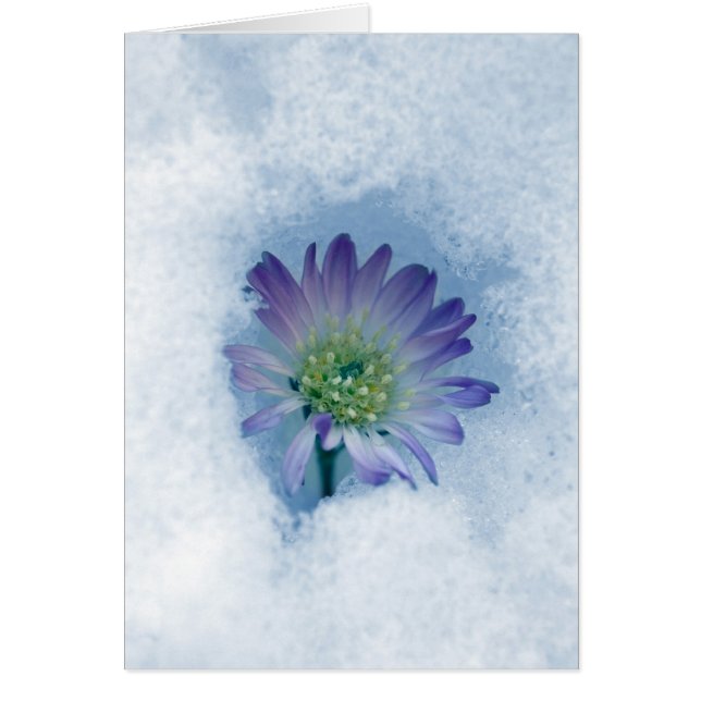 Everduurzame II (Voorkant)