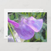 Everduurzame Sweet Pea-Briefkaart Briefkaart (Voorkant / Achterkant)